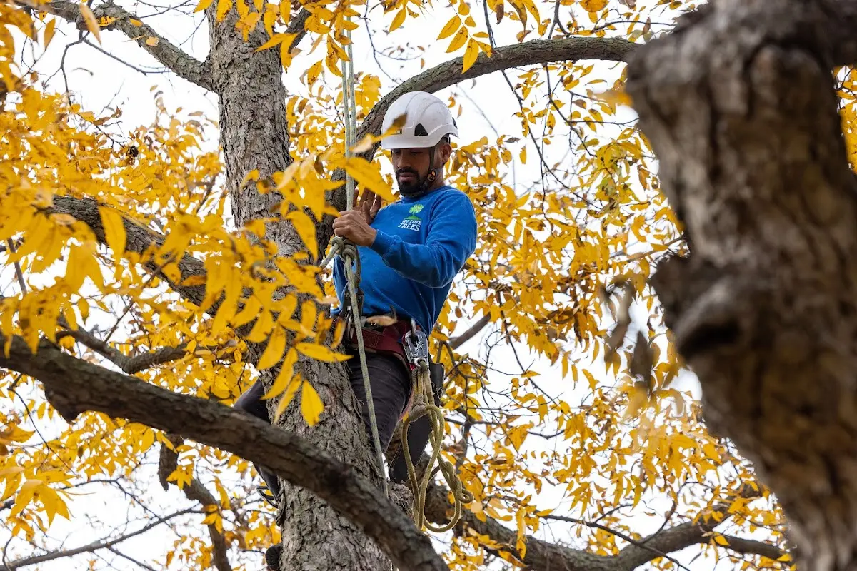 Skilled Tree Planting crew working in Custer City