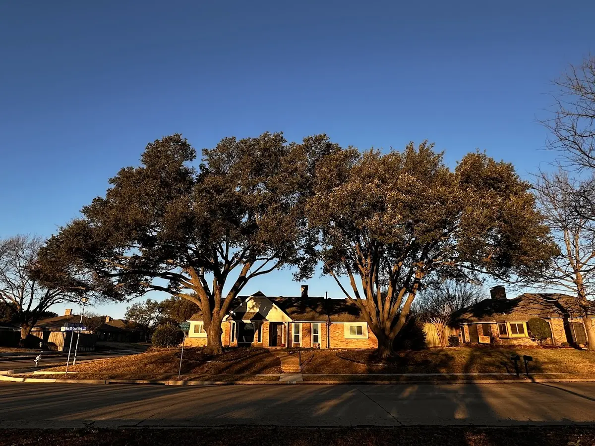 Established residential canopy tree shading a home in Custer City